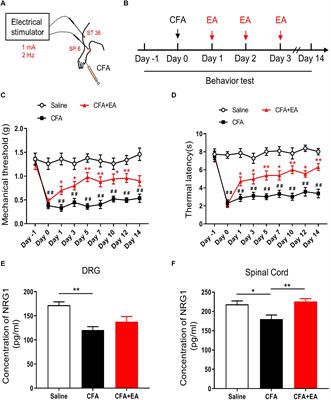 Neuregulin1-ErbB4 Signaling in Spinal Cord Participates in Electroacupuncture Analgesia in Inflammatory Pain